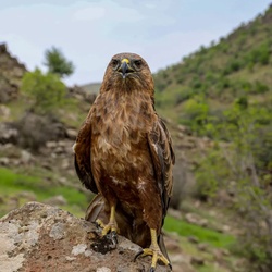 Hawk